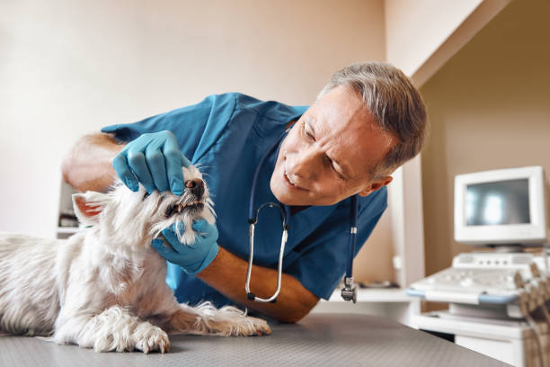 Best Emergency Tooth Extraction in Hansville, WA